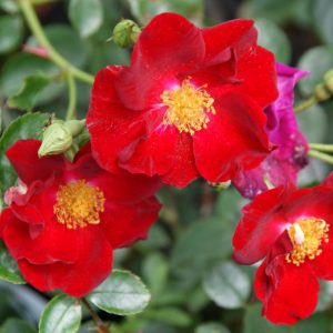 rosa alcantara