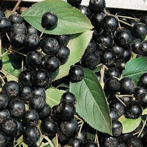 Aronia prunifolia nero