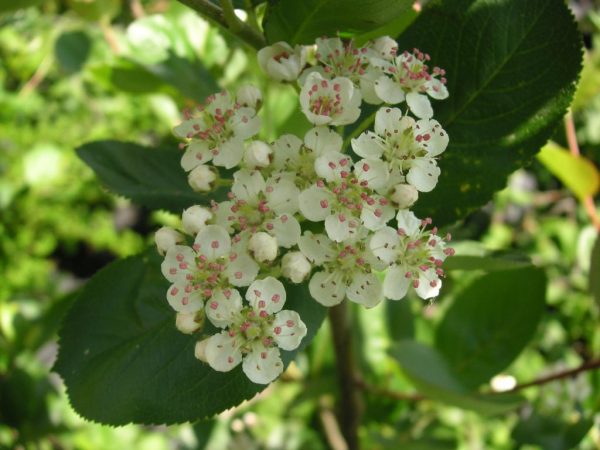 Aronia prunifolia nero