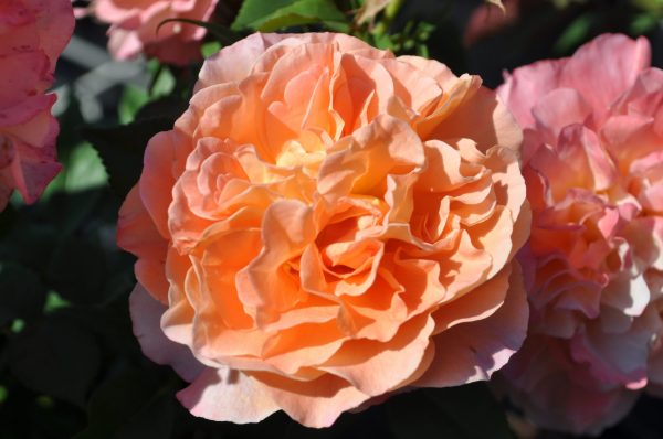 rosa augusta luise