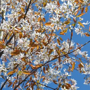 amelanchier ballerina