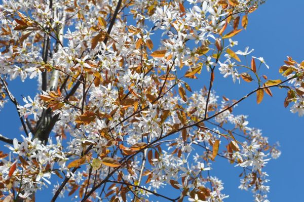 amelanchier ballerina