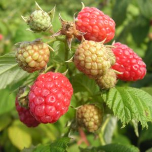 rubus idaeus autumn bliss