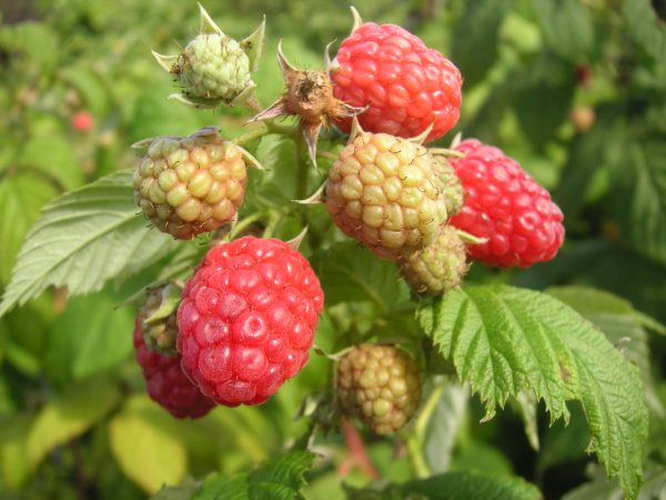 rubus idaeus autumn bliss