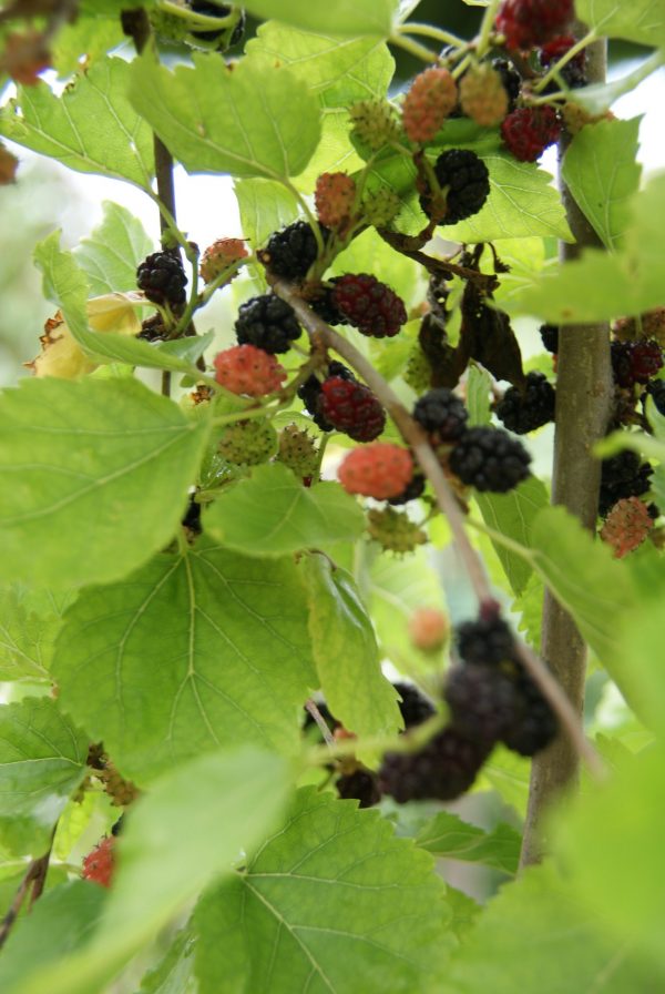 Morus nigra