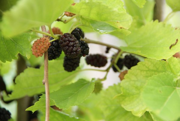 Morus nigra