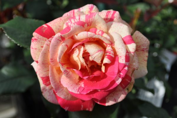 Rosa brocceliande