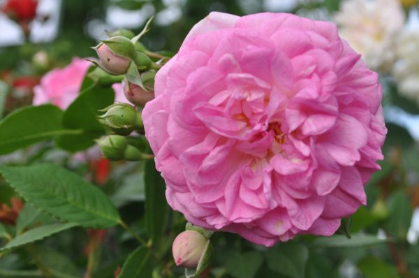 rosa jasmina