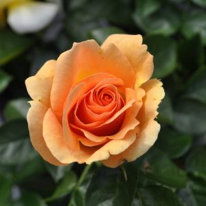 Rose Hansestadt Rostock