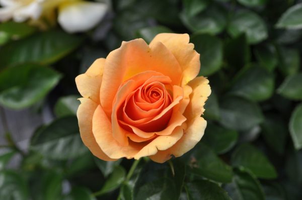 Rose Hansestadt Rostock