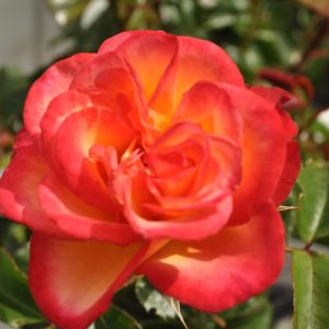 rosa Leo ferre