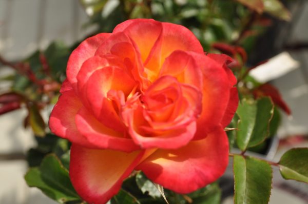 rosa Leo ferre