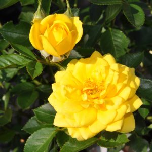 rosa goldjuwel