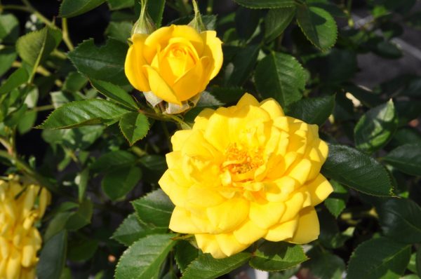rosa goldjuwel