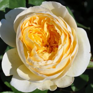 rosa claire Austin