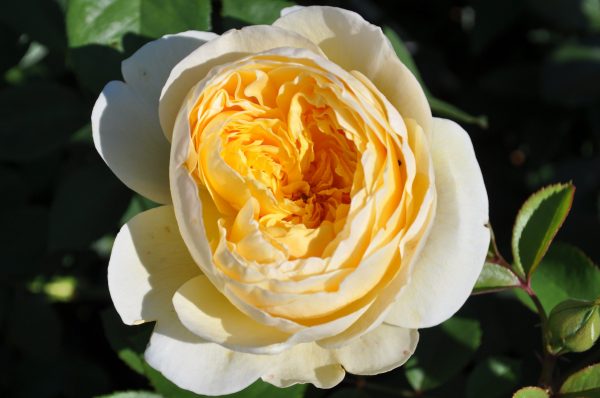 rosa claire Austin