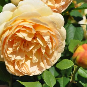 rosa golden celebration