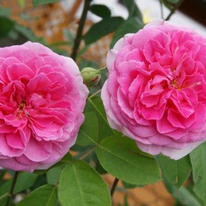 Rosa gertrude Jekyll