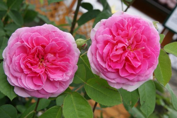 Rosa gertrude Jekyll