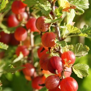 ribes uva crispa hinnomaki rot