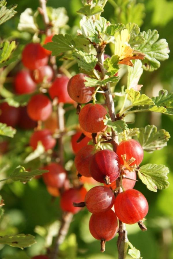 ribes uva crispa hinnomaki rot
