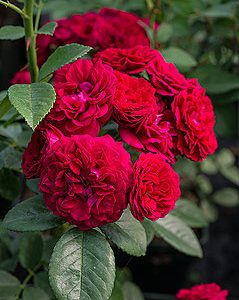 Rose `Chevy Chase´