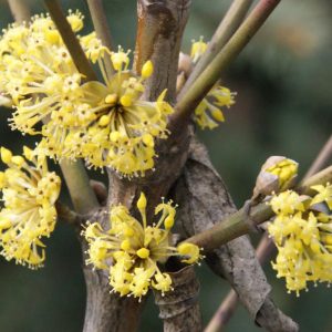 cornus mas jolico