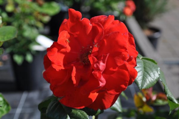 rosa chorus