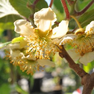 Actinidia chinensis