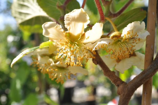 Actinidia chinensis