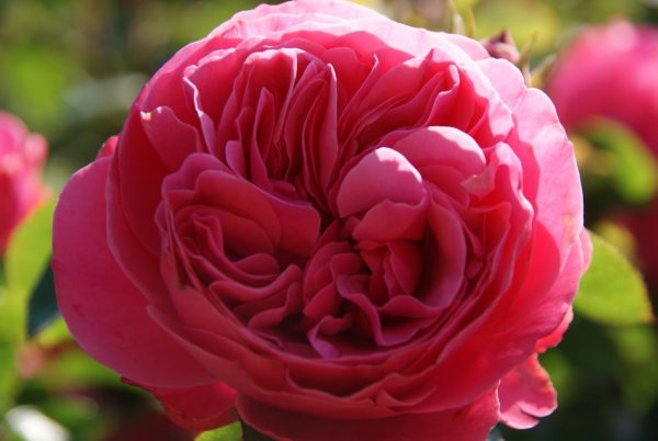 rosa Leonardo da vinci