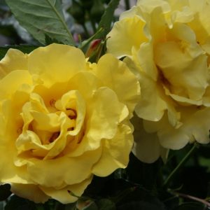 rosa Lichtkönigin Lucia