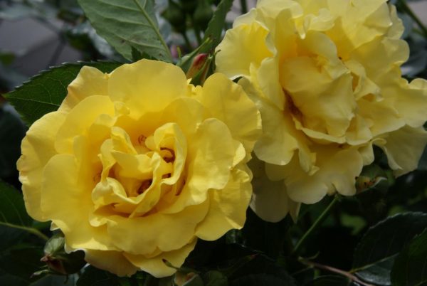 rosa Lichtkönigin Lucia