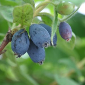 Lonicera caeruela Blue Velvet