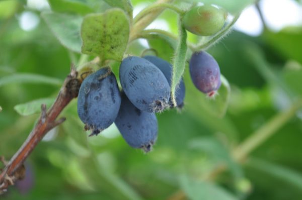 Lonicera caeruela Blue Velvet