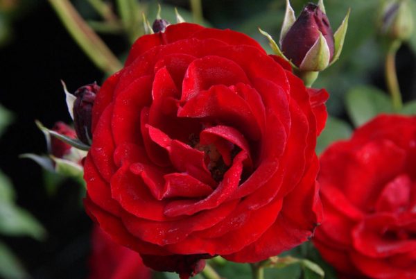 rosa Puszta