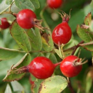 Heimische Apfelrose