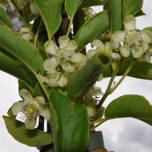 actinidia arguta issai