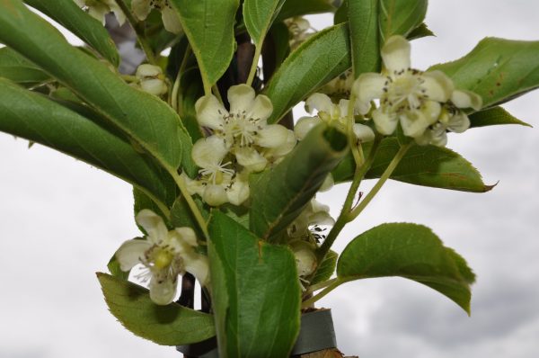 actinidia arguta issai