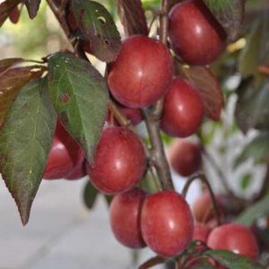 Prunus trailblazer