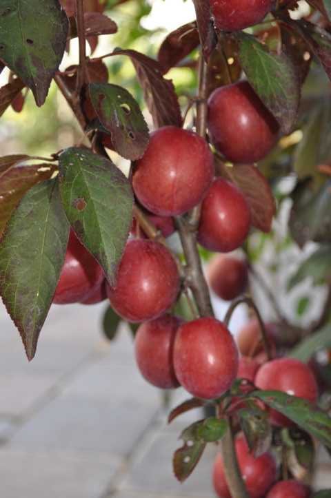 Prunus trailblazer
