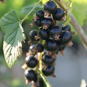 ribes nigrum titania