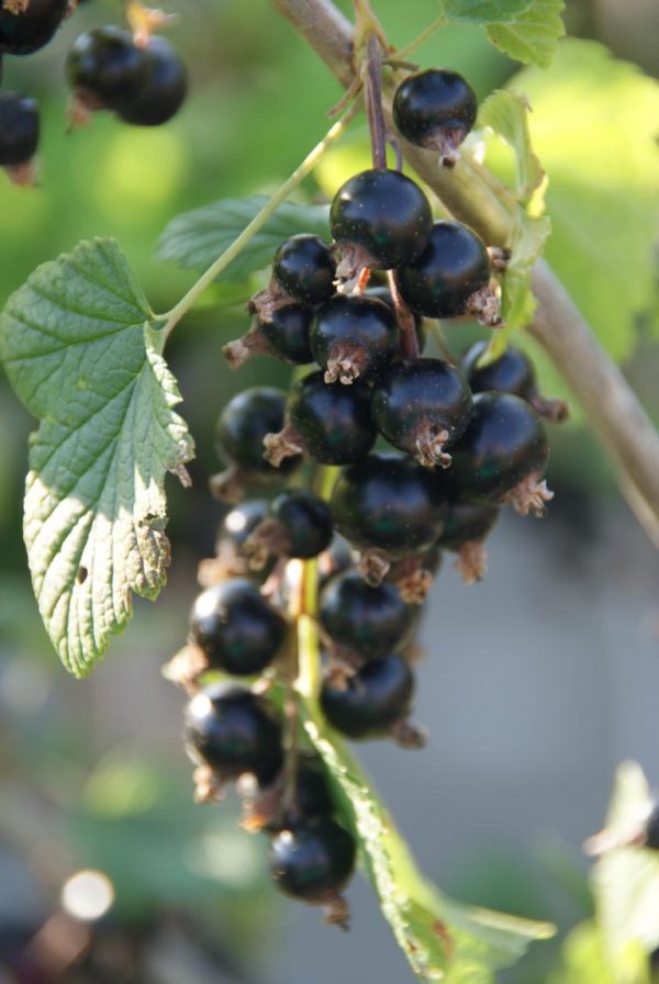 ribes nigrum titania
