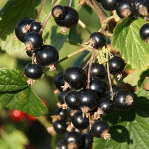 ribes nigrum titania