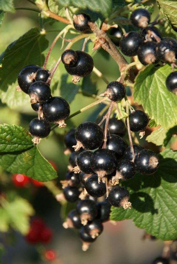 ribes nigrum titania