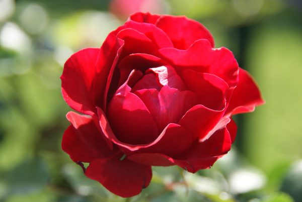 rosa tornella