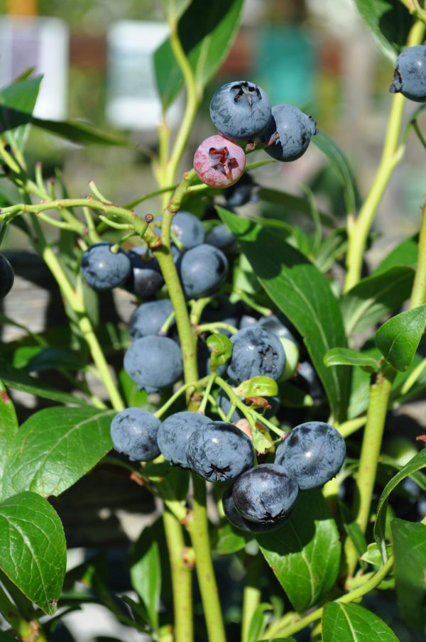 vaccinium corymbosum