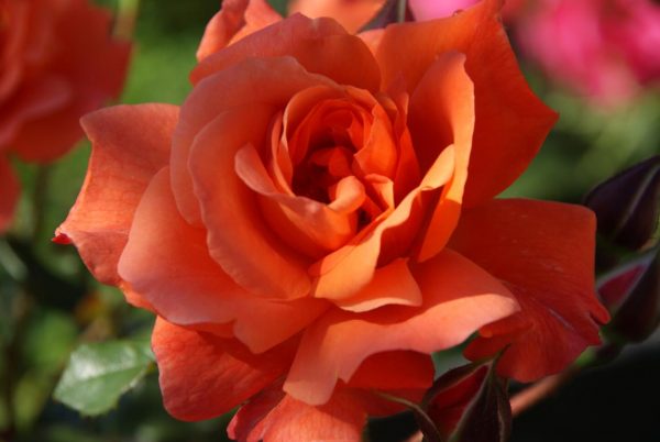 rosa westerland