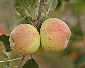 Apfel Alkmene