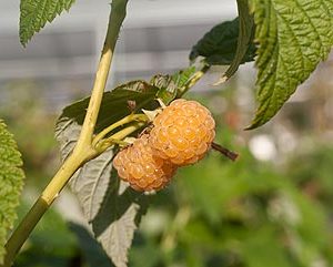 rubus idaeus alpengold